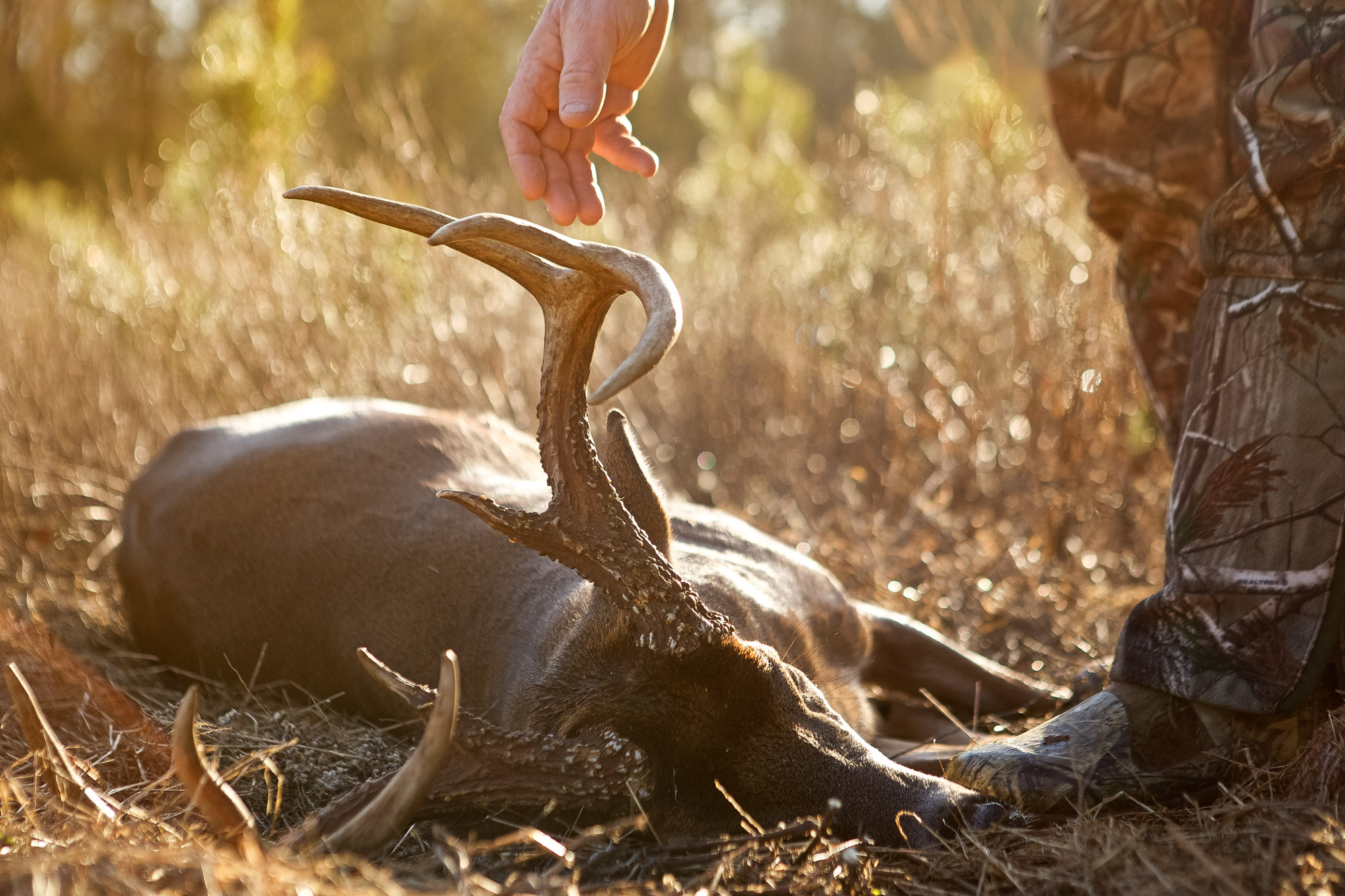 With expansive tracts of woodlands, thousands of acres of agriculture and widespread application of Quality Deer Management programs, Blakely and Early County is a high quality deer hunting destination. 